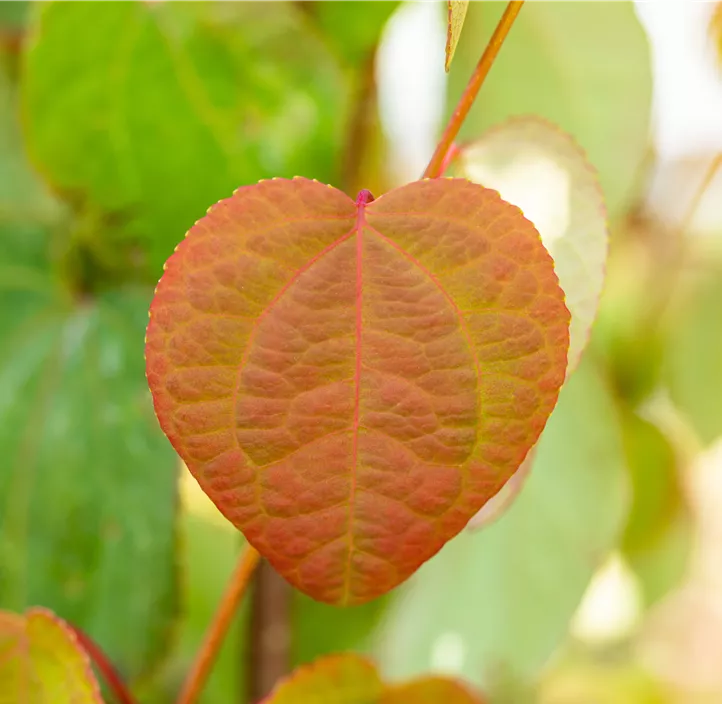 Judasblattbaum Judasblattbaum