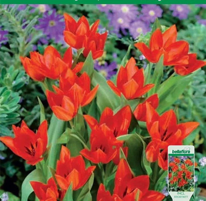 Tulipa Praestans Zwanenburg Variety