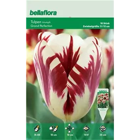 Tulipa Triumph Grand Perfection