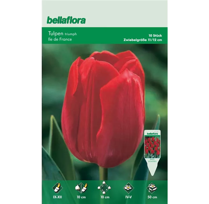 Tulipa Triumph Ile de France