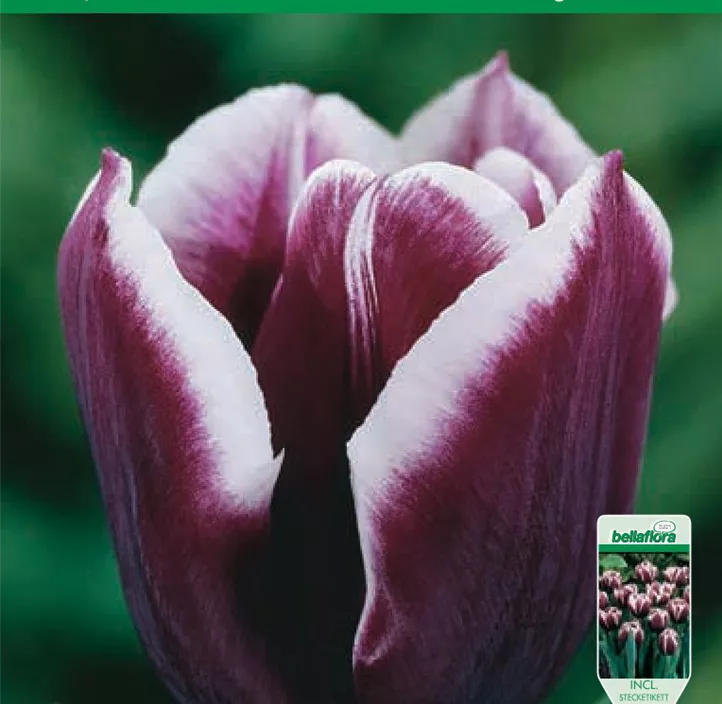 Tulipa Triumph 'Jackpot'