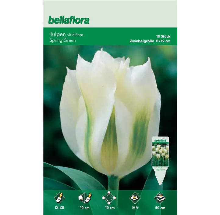 Tulpe Spring Green