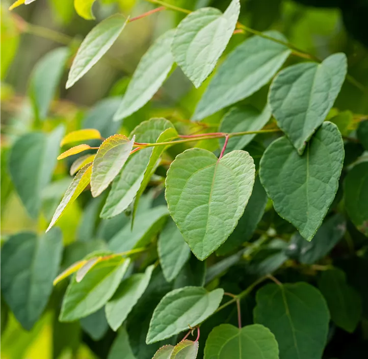 Judasblattbaum Judasblattbaum