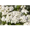 bellaflora Gartencenter GmbH