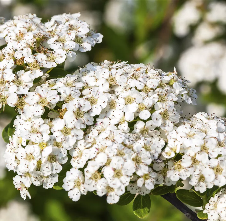 Strauchspiere 'Snowmound'