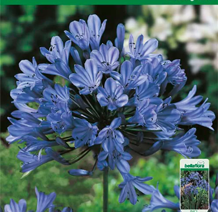 Schmucklilie blau Schmucklilie blau