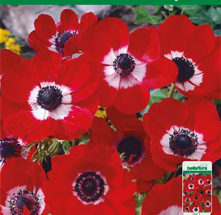 Anemone de Caen 'Hollandia' Anemone de Caen 'Hollandia'