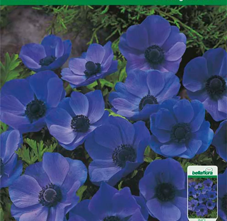 Anemone Mr. Fokker Anemone Mr. Fokker