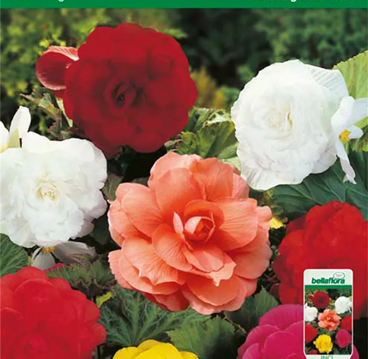 Knollenbegonie gefüllt Knollenbegonie gefüllt