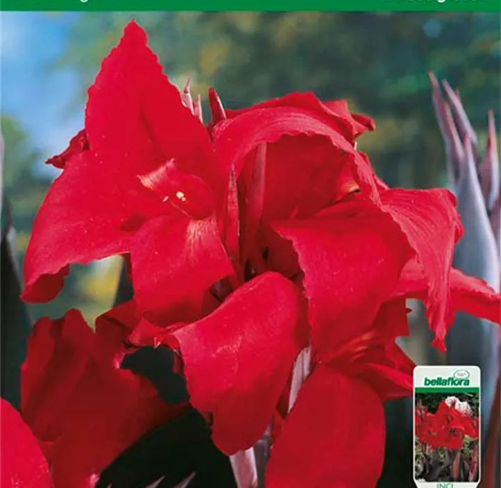 Blumenrohr Black Night Blumenrohr Black Night