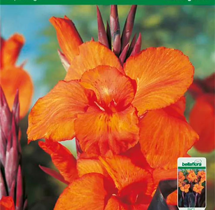 Blumenrohr Wyoming Blumenrohr Wyoming