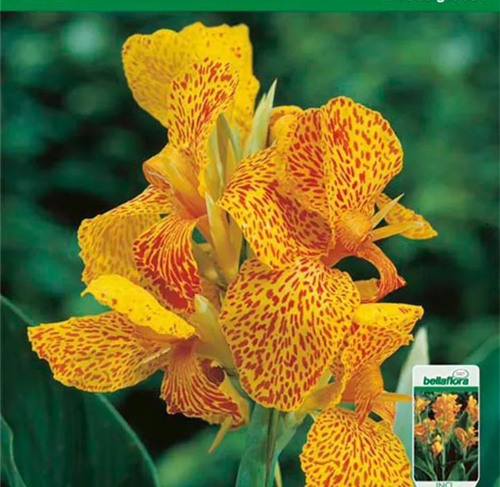 Blumenrohr En Avant Blumenrohr En Avant