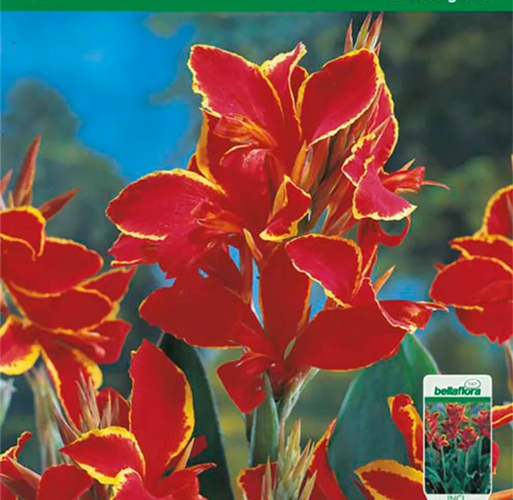 Indisches Blumenrohr Lucifer