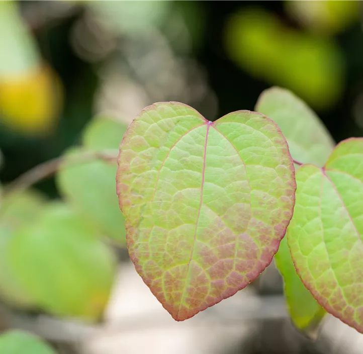 Judasblattbaum Judasblattbaum