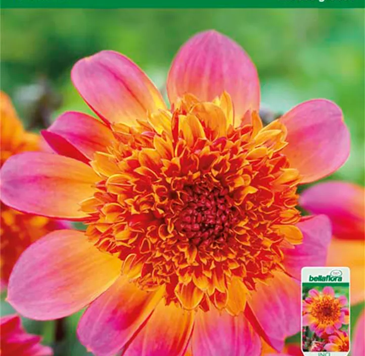 Dahlia Anemone Flowering 'Floorinoor' Dahlia Anemone Flowering 'Floorinoor'