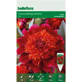 Dahlia Anemone Flowering Jive