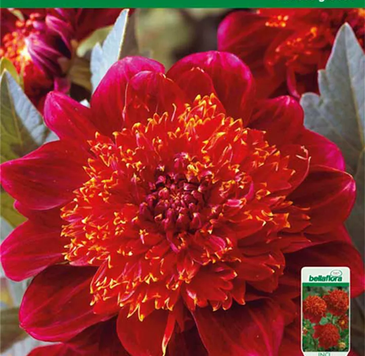 Dahlie Jive Dahlie Jive