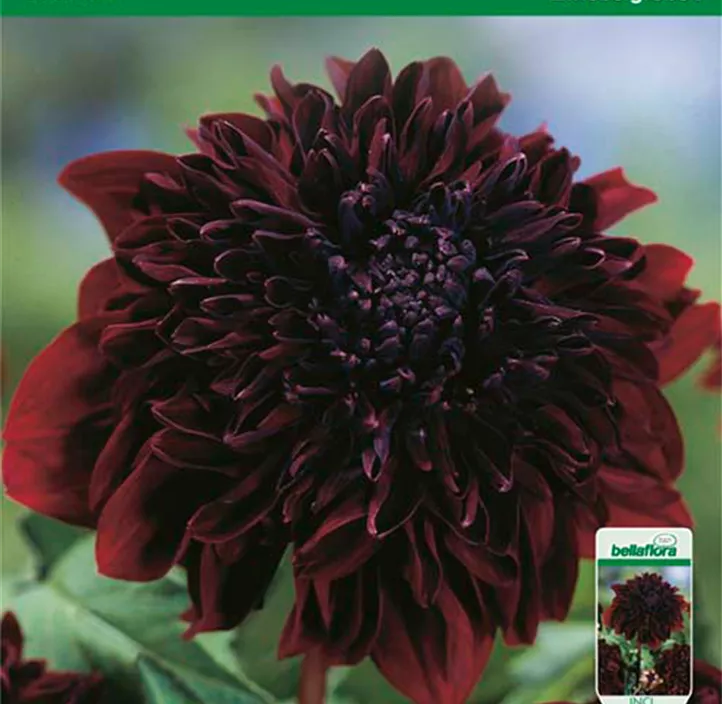 Dahlie Soulman Dahlie Soulman