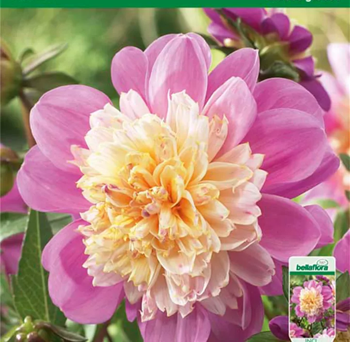 Dahlie Take Off Dahlie Take Off