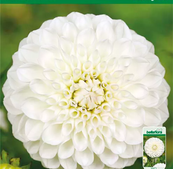 Dahlie Boom Boom White Dahlie Boom Boom White