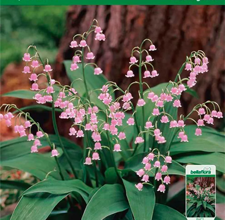 Garten-Maiglöckchen 'Rosea' Garten-Maiglöckchen 'Rosea'