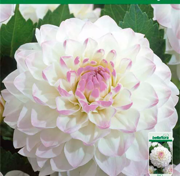 Dahlie Eveline Dahlie Eveline