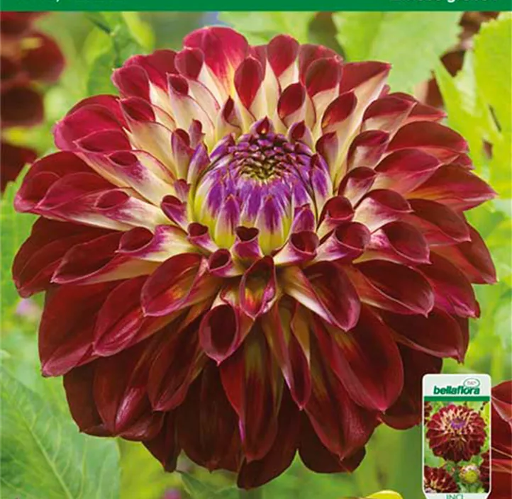 Dahlie Jowey Joshua Dahlie Jowey Joshua