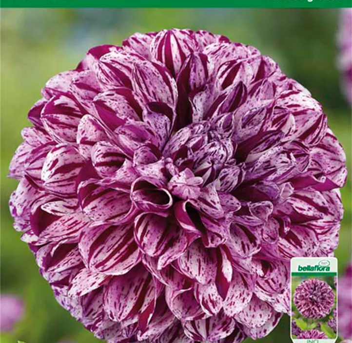 Dahlie Marble Ball Dahlie Marble Ball