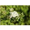 bellaflora Gartencenter GmbH