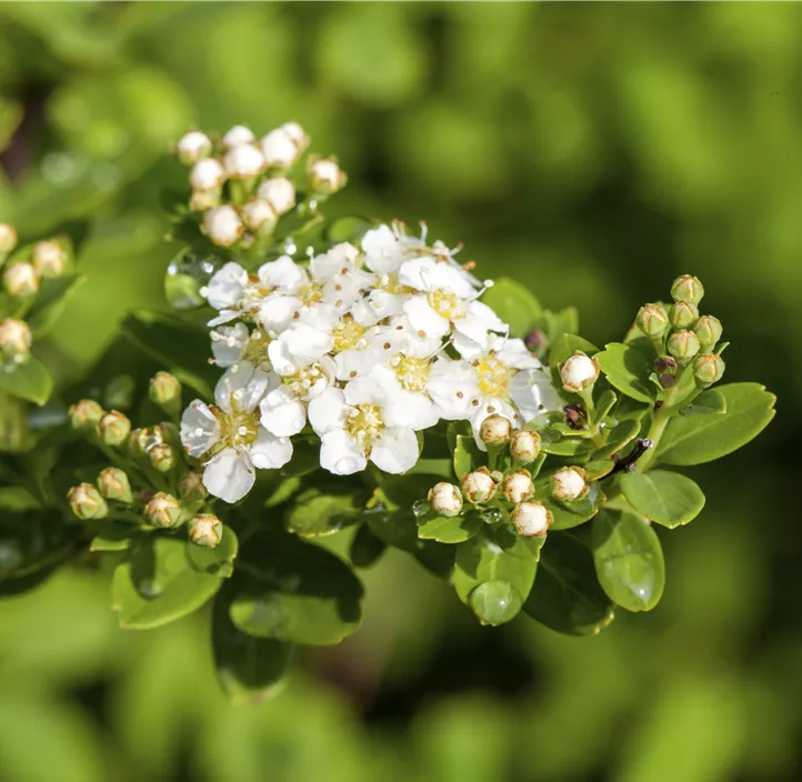Strauchspiere 'Snowmound'