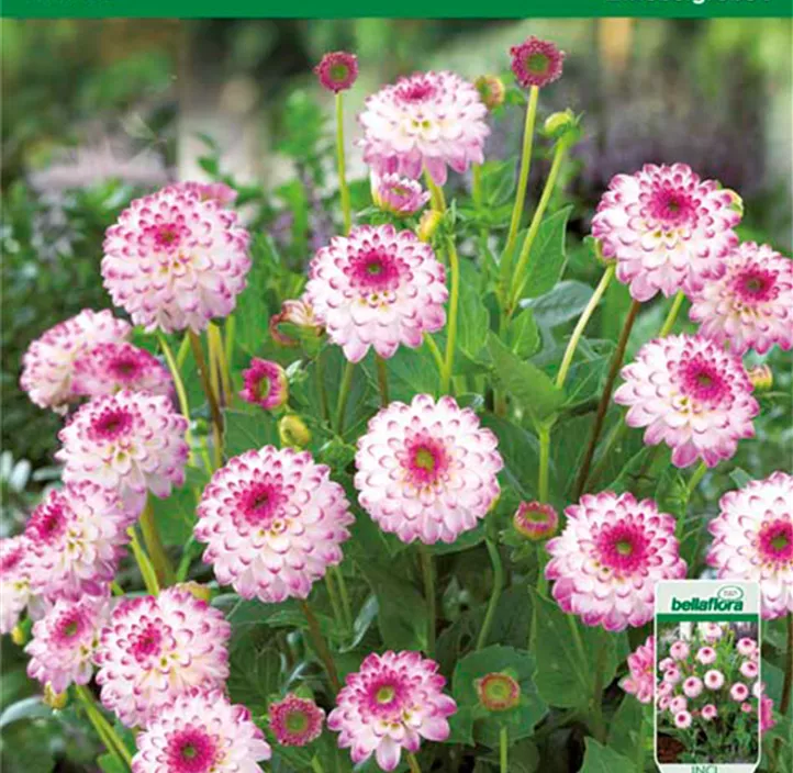 Dahlie Isa Dahlie Isa