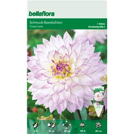 Dahlia Border Deco Crazy Love Dahlia Border Deco Crazy Love