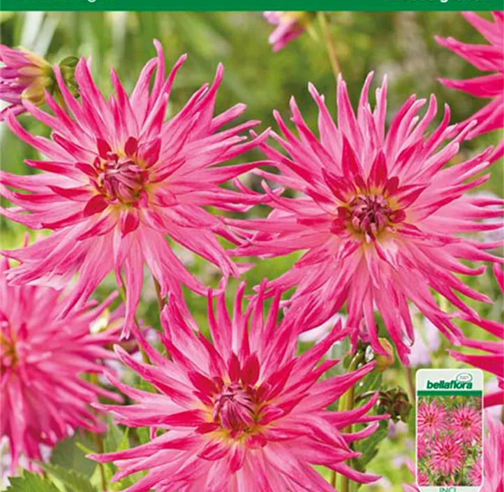 Dahlia Cactus 'Electric Light'
