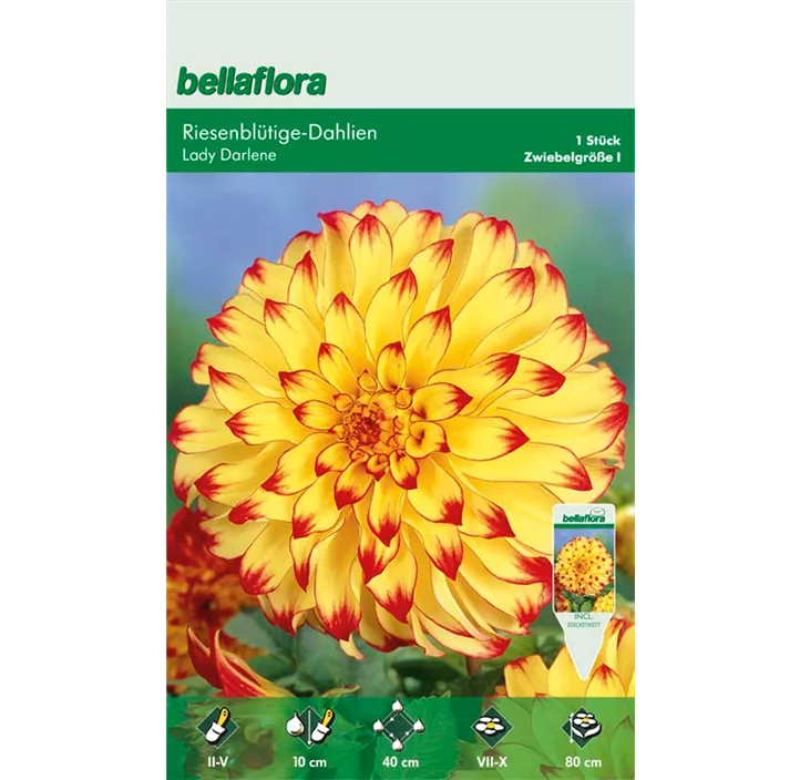 Dahlia Lady Darlene