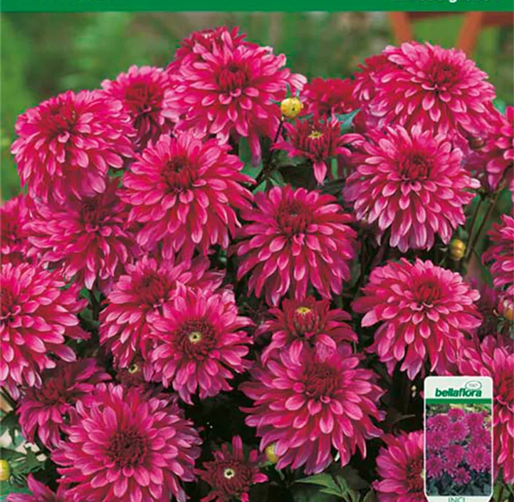 Dekorative Dahlie 'Gallery Art Nouveau' Dekorative Dahlie 'Gallery Art Nouveau'