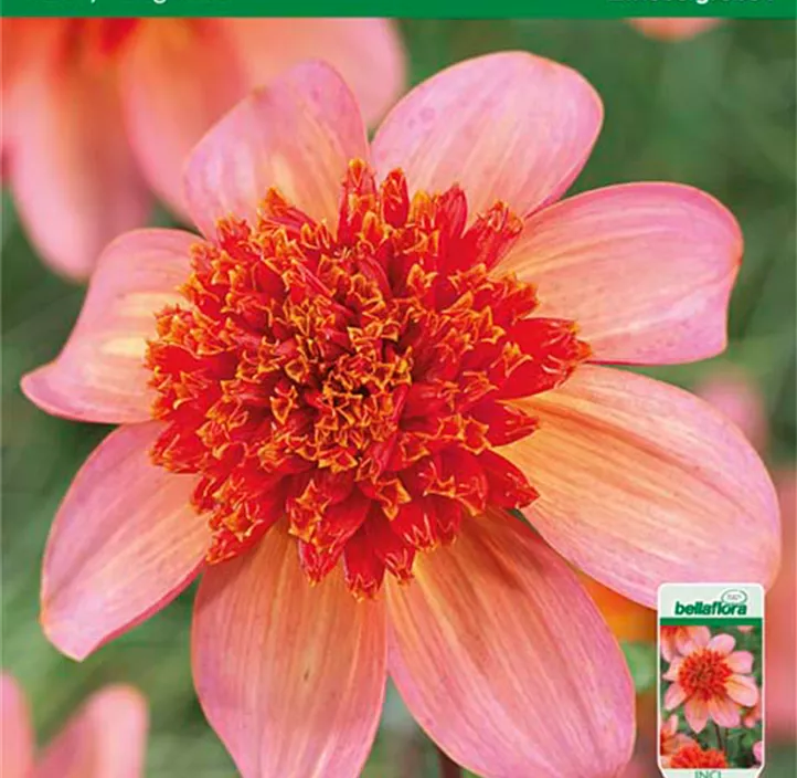 Dahlie anemonenblütig Totally Tangerine