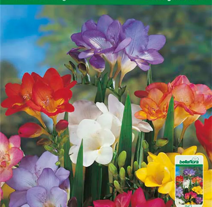 Freesien Mischung Freesien Mischung