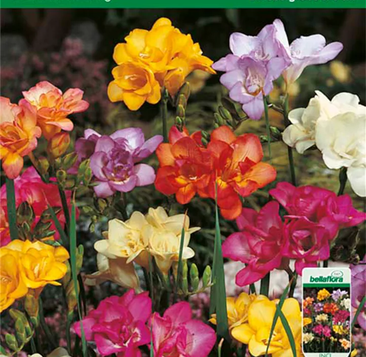 Freesien Mischung Freesien Mischung