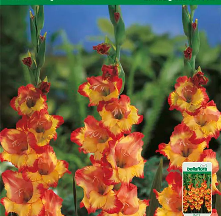 Gladiole Princess Margaret Rose Gladiole Princess Margaret Rose