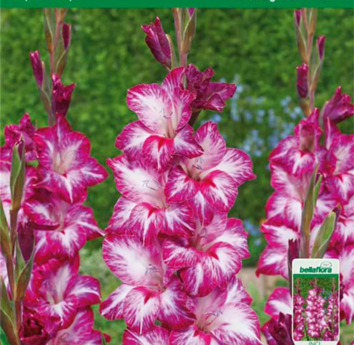 Gladiole großblumig Repolio Rojo