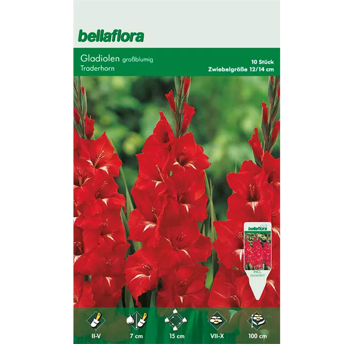 Gladiole Traderhorn