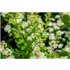 bellaflora Gartencenter GmbH