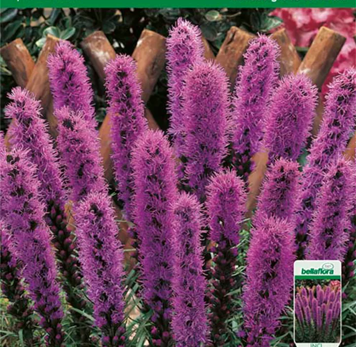 Prachtscharte Prachtscharte