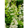 bellaflora Gartencenter GmbH