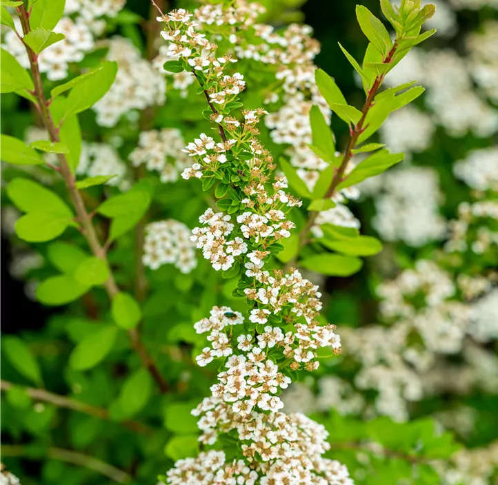 Strauchspiere 'Snowmound'