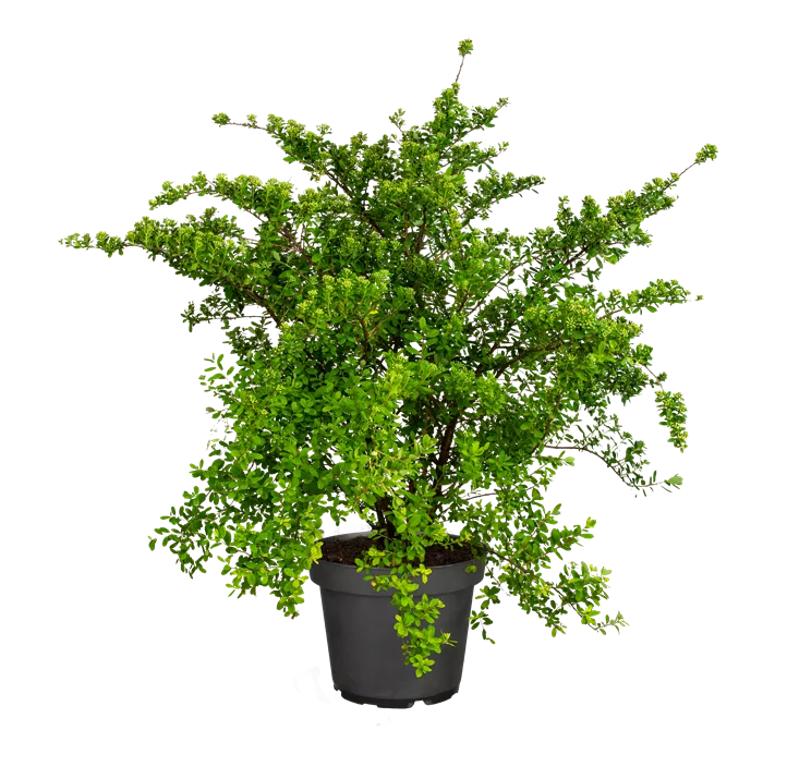 Strauchspiere 'Snowmound'