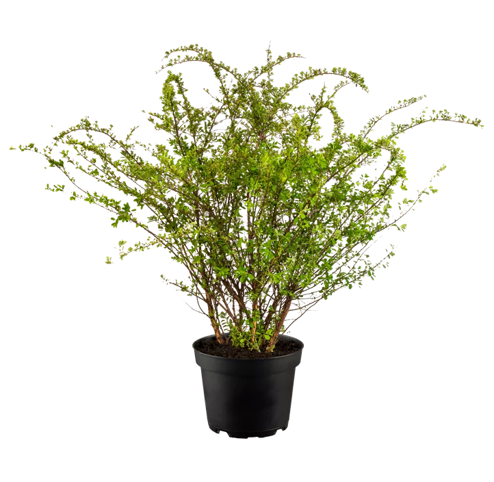 Strauchspiere 'Snowmound'