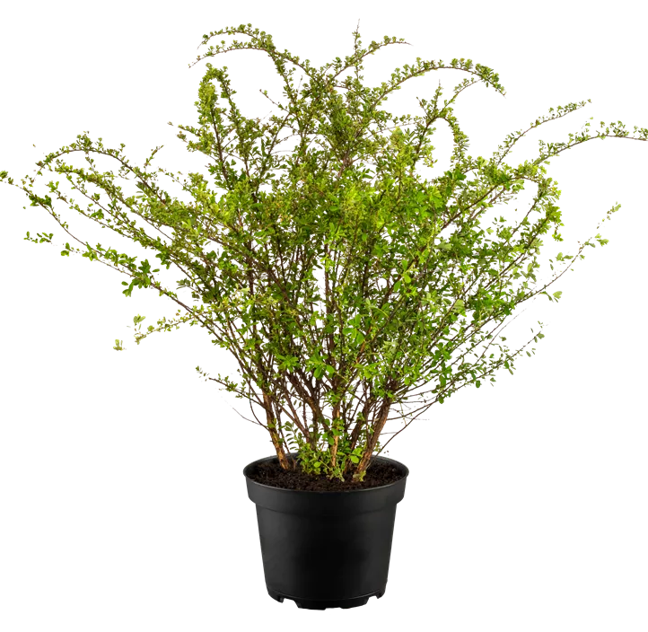 Strauchspiere 'Snowmound'