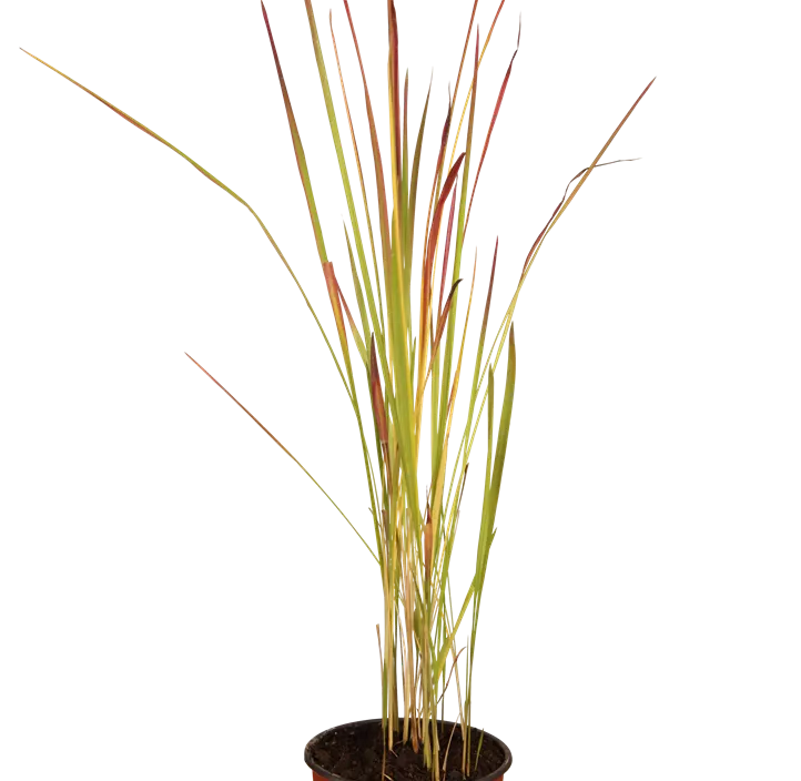 Garten-Blutgras 'Red Baron' Garten-Blutgras 'Red Baron'