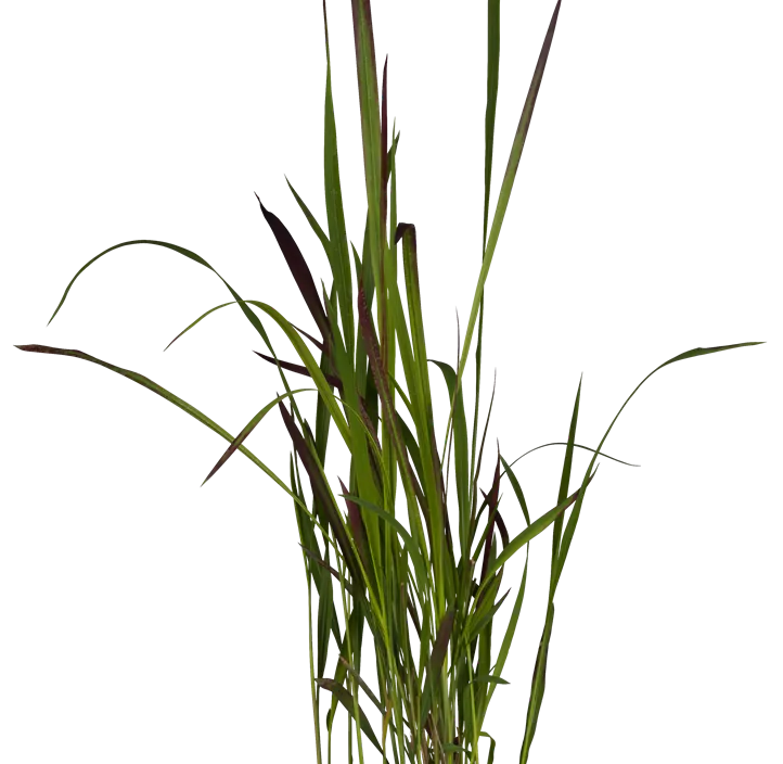 Garten-Blutgras 'Red Baron' Garten-Blutgras 'Red Baron'